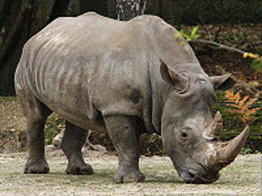 javan sumatran photos of rhinoceros dangerous animal attacks