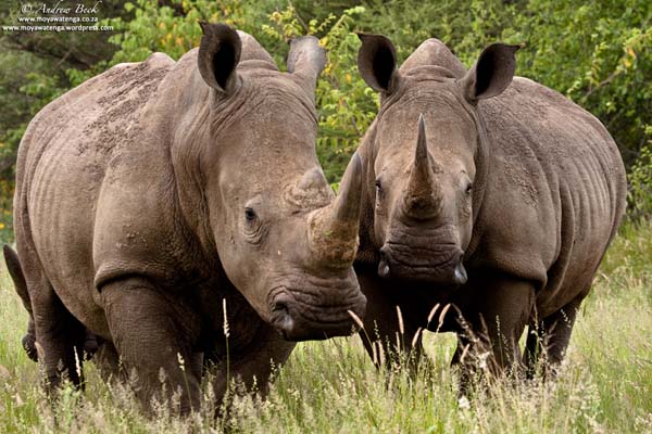 rhino couple