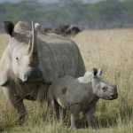 White Rhino with calf