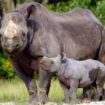 images_2016_August-2016_Adoutpost_black_rhino__calf