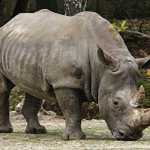 javan sumatran photos of rhinoceros dangerous animal attacks