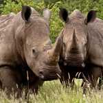 rhino couple