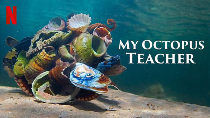 My-Octopus-Teacher-Reuters